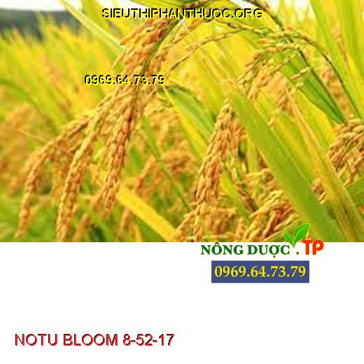 NOTU BLOOM 8-52-17