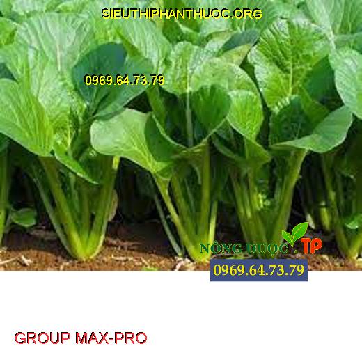 GROUP MAX-PRO