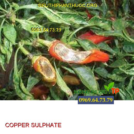 COPPER SULPHATE