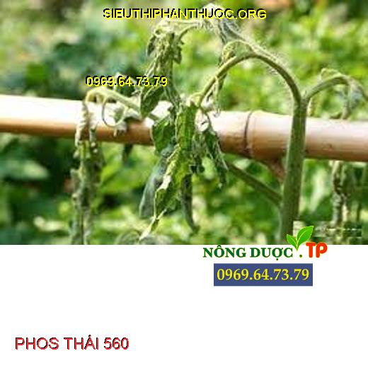 PHOS THÁI 560