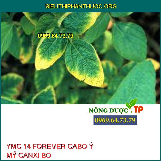 YMC 14 FOREVER CABO Ý MỸ CANXI BO