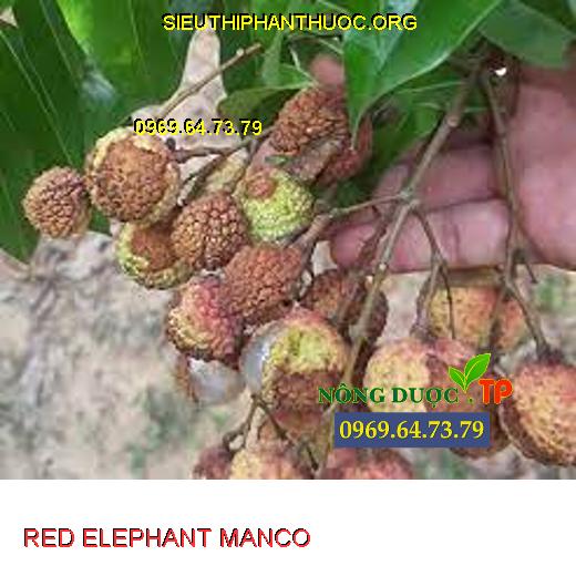 RED ELEPHANT MANCO