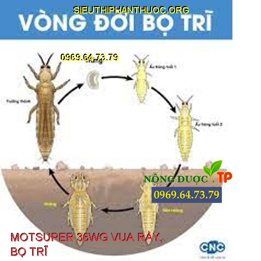 MOTSUPER 36WG VUA RẦY, BỌ TRĨ