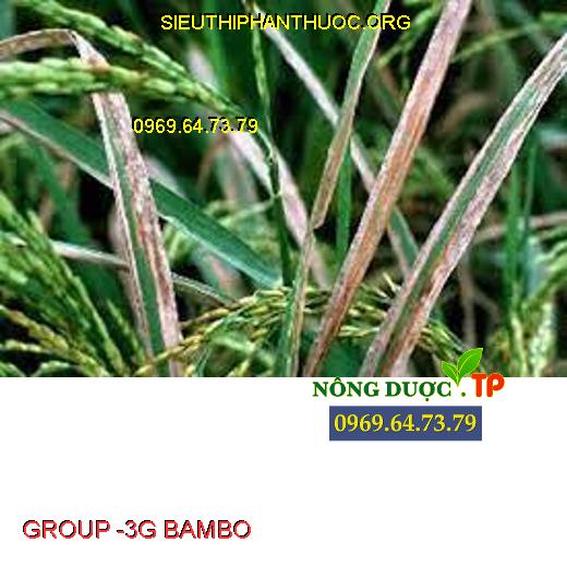 GROUP -3G BAMBO