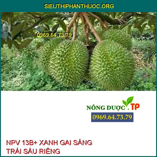 NPV 13B+ XANH GAI SÁNG TRÁI SẦU RIÊNG