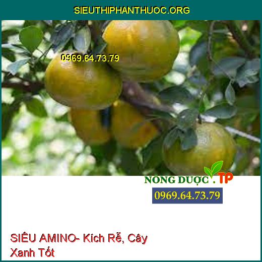 SIÊU AMINO- Kích Rễ, Cây Xanh Tốt,