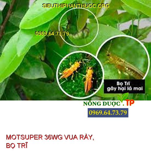 MOTSUPER 36WG VUA RẦY, BỌ TRĨ