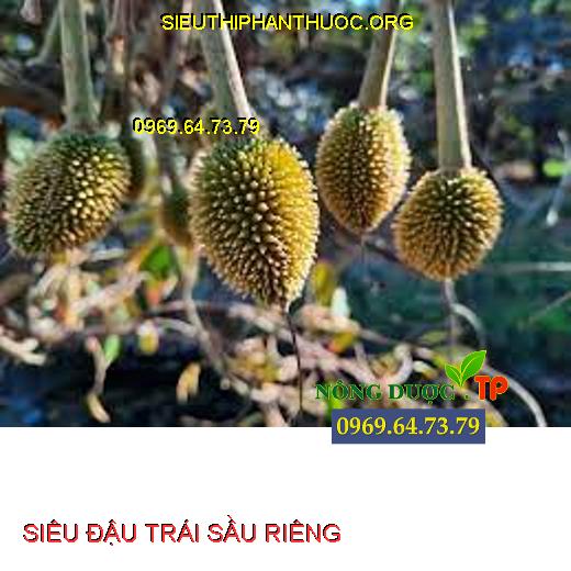 SIÊU ĐẬU TRÁI SẦU RIÊNG