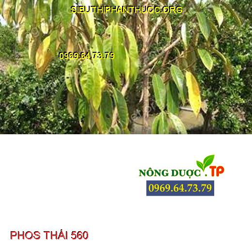 PHOS THÁI 560