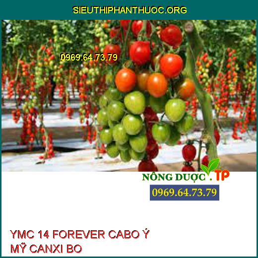 YMC 14 FOREVER CABO Ý MỸ CANXI BO