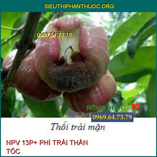 NPV 13P+ PHÌ TRÁI THẦN TỐC