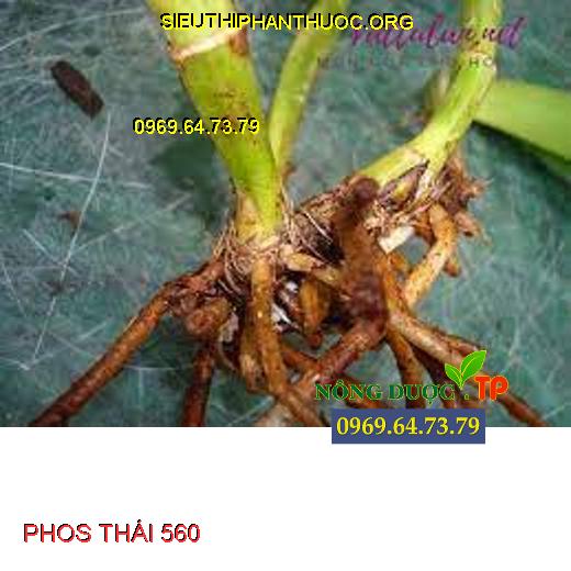 PHOS THÁI 560