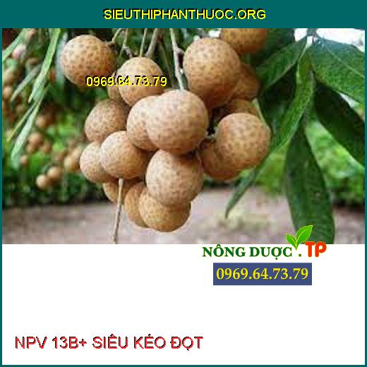 NPV 13B+ SIÊU KÉO ĐỌT