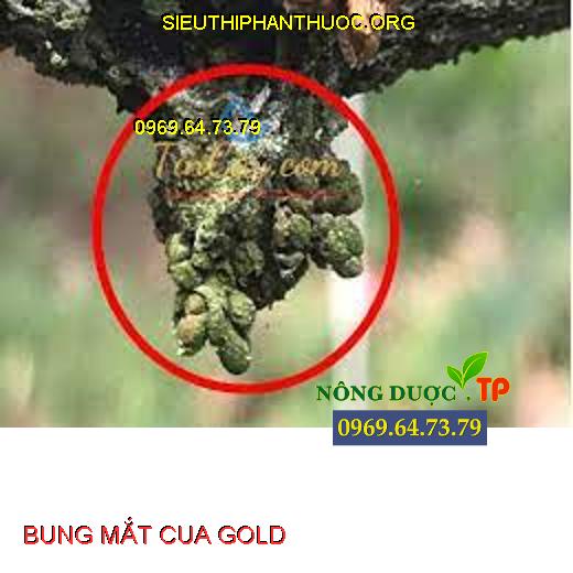 BUNG MẮT CUA GOLD