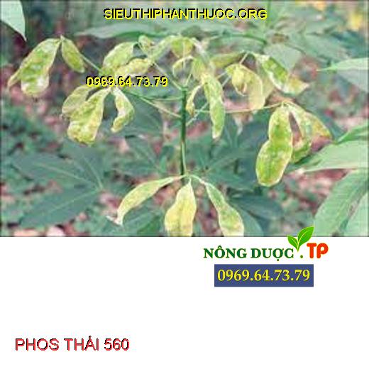 PHOS THÁI 560