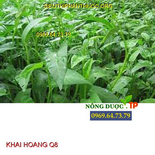 KHAI HOANG Q8