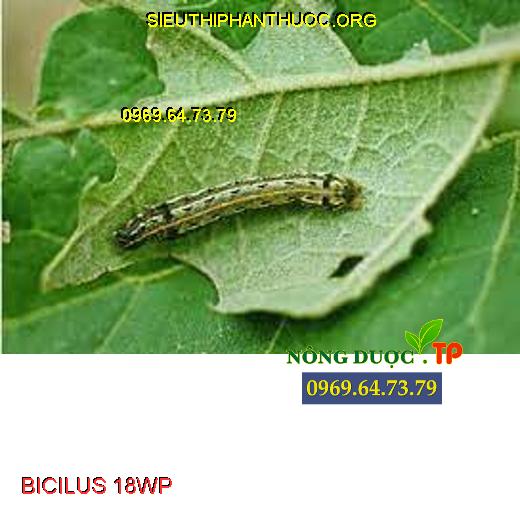 BICILUS 18WP