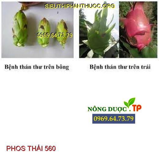 PHOS THÁI 560