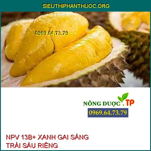 NPV 13B+ XANH GAI SÁNG TRÁI SẦU RIÊNG