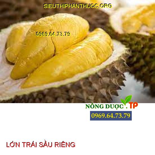 LỚN TRÁI SẦU RIÊNG