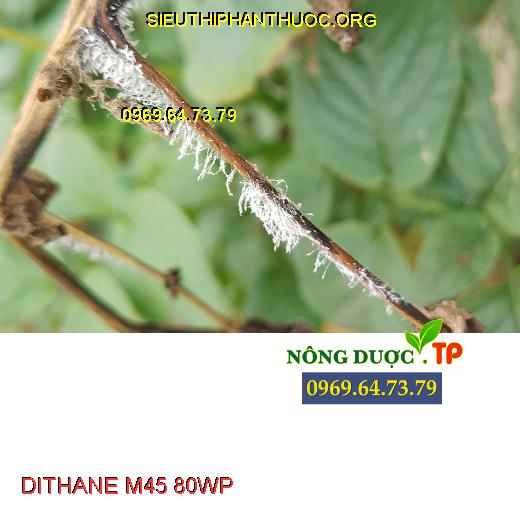 DITHANE M45 80WP