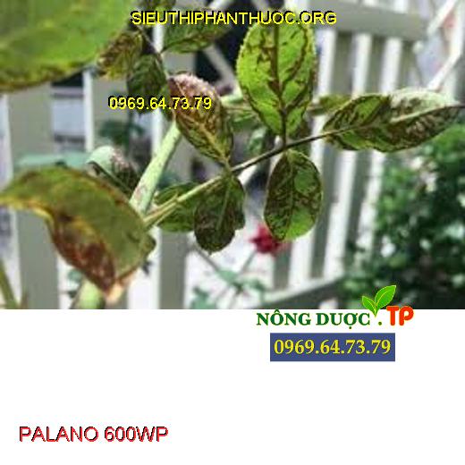 PALANO 600WP