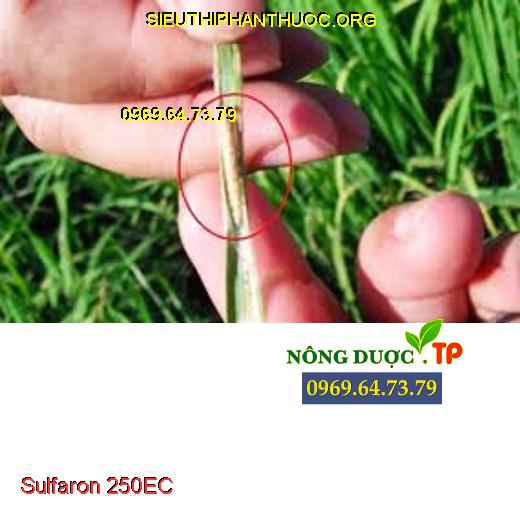 Sulfaron 250EC