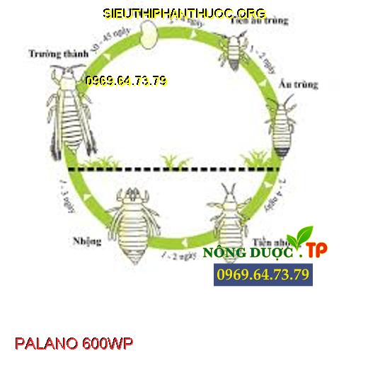 PALANO 600WP