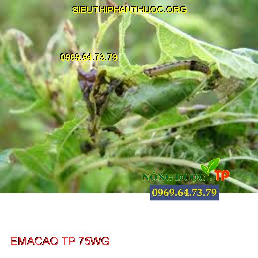 EMACAO TP 75WG