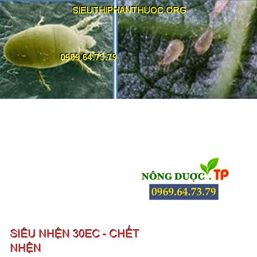 SIÊU NHỆN 30EC - CHẾT NHỆN