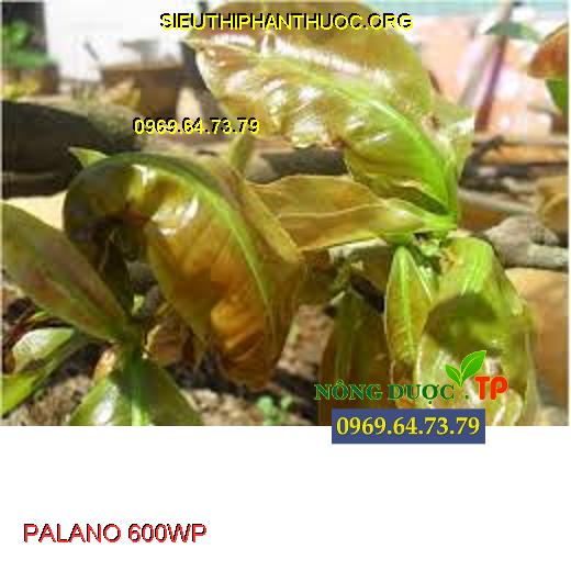 PALANO 600WP