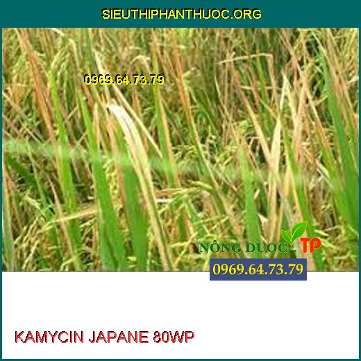 KAMYCIN JAPANE 80WP