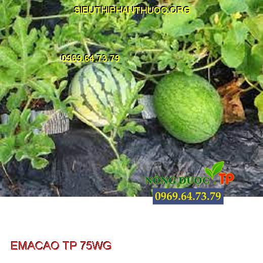 EMACAO TP 75WG