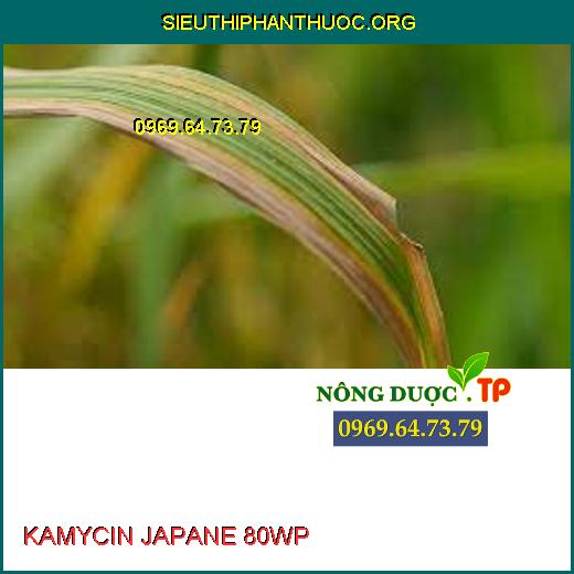 KAMYCIN JAPANE 80WP