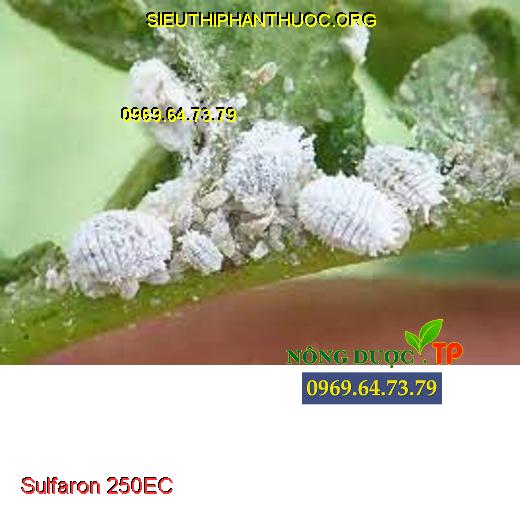 Sulfaron 250EC
