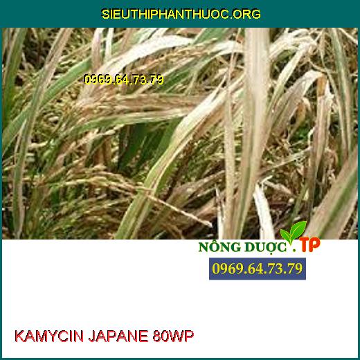 KAMYCIN JAPANE 80WP