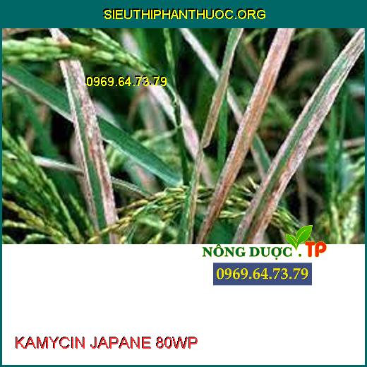 KAMYCIN JAPANE 80WP