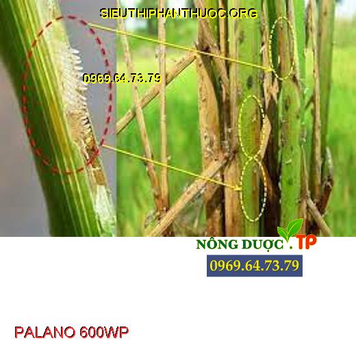 PALANO 600WP