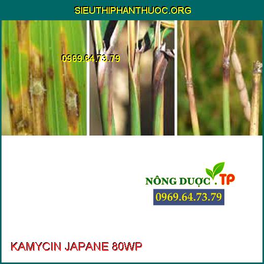 KAMYCIN JAPANE 80WP