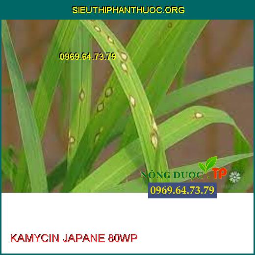 KAMYCIN JAPANE 80WP