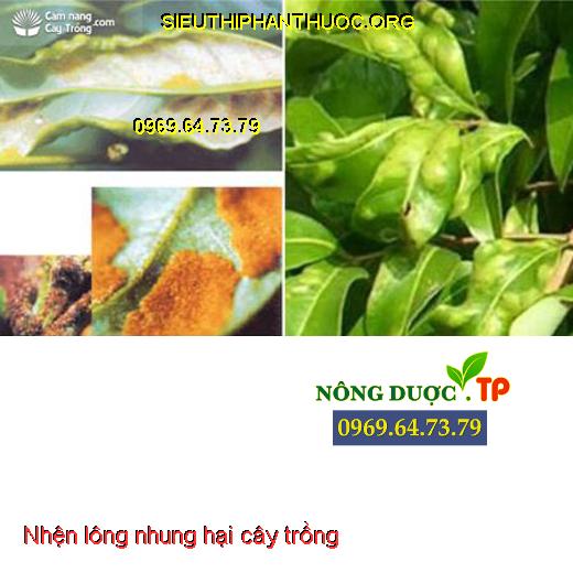 nhện lông nhung gây hại