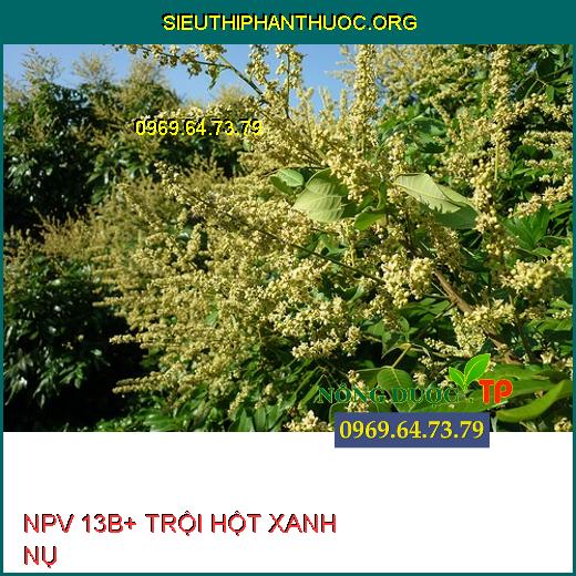 NPV 13B+ TRỘI HỘT XANH NỤ