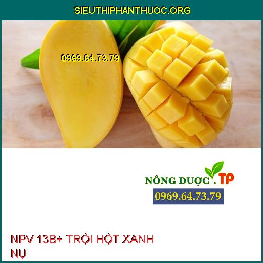 NPV 13B+ TRỘI HỘT XANH NỤ