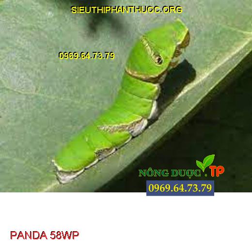 PANDA 58WP