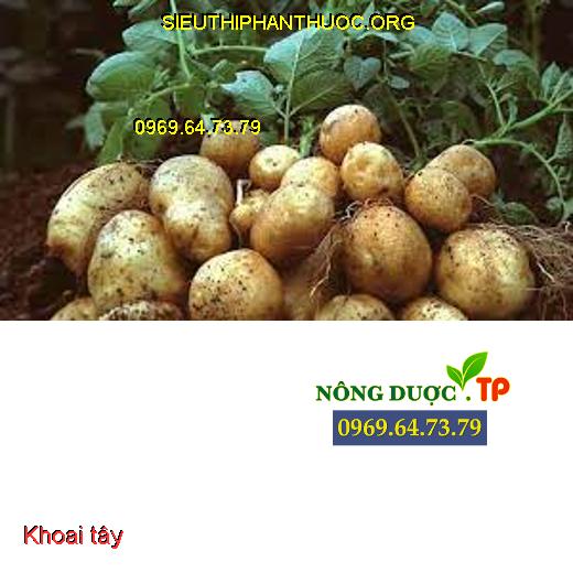 Sương mai trên cây khoai tây