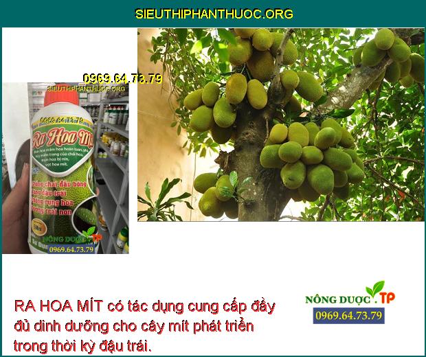 RA HOA MÍT có tác dụng cung cấp đầy đủ dinh dưỡng cho cây mít phát triển trong thời kỳ đậu trái.
