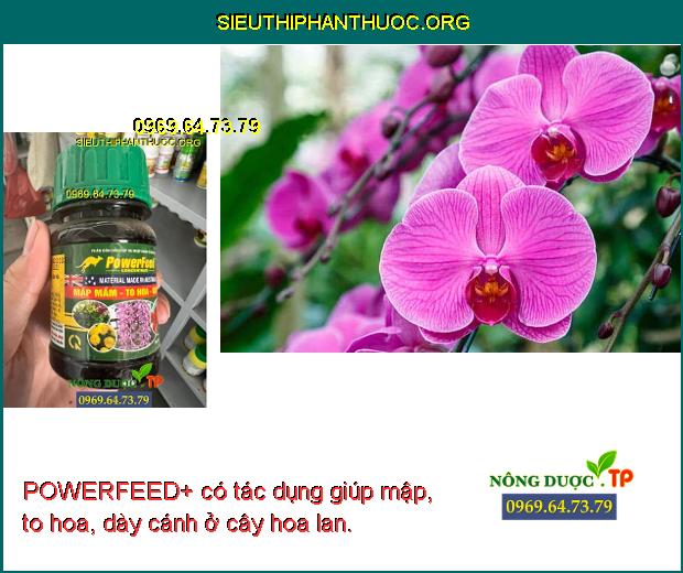 POWERFEED+ có tác dụng giúp mập, to hoa, dày cánh ở cây hoa lan.