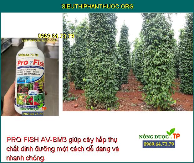 PRO FISH AV-BM3 giúp cây hấp thụ chất dinh đưỡng một cách dễ dàng và nhanh chóng.