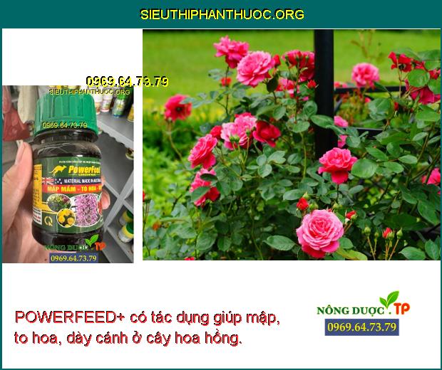 POWERFEED+ có tác dụng giúp mập, to hoa, dày cánh ở cây hoa hồng.