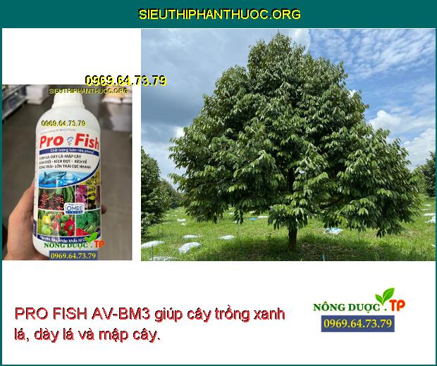 PRO FISH AV-BM3 giúp cây trồng xanh lá, dày lá và mập cây.